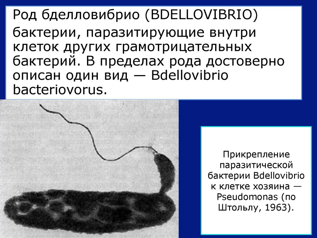 Бактерии хозяева. Бактерий-паразитов Bdellovibrio bacteriovorus). Жизненный цикл Bdellovibrio bacteriovorus. Фото грамотрицательных бактерий рода Bdellovibrio. Представители рода Bdellovibrio.