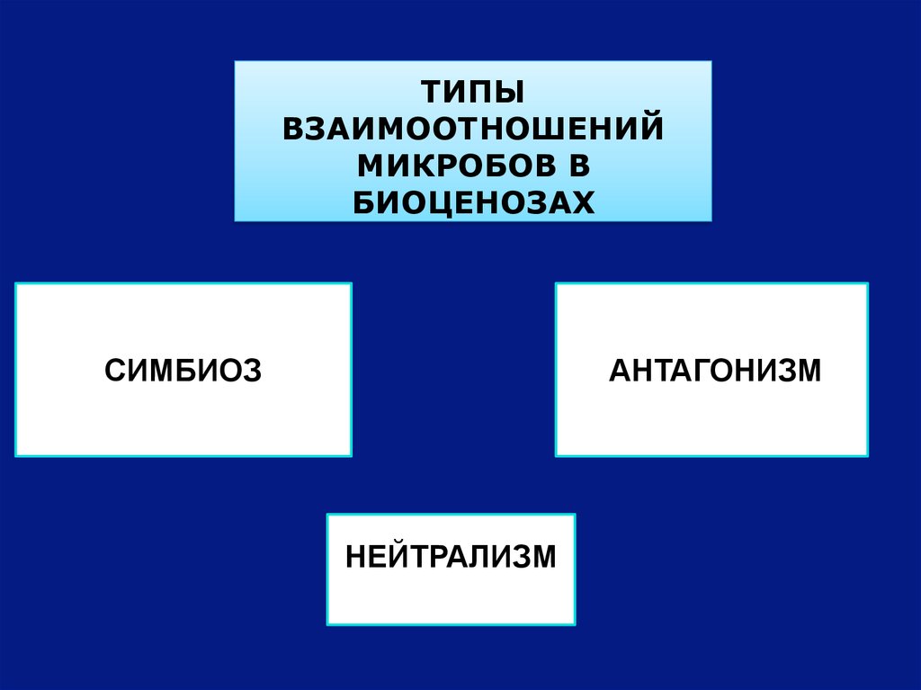 Типы взаимоотношений микробов в биоценозах схема