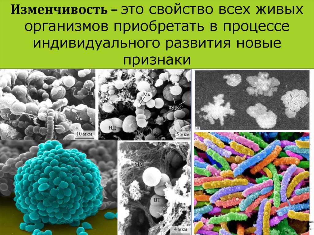 Схема формы изменчивости бактерий