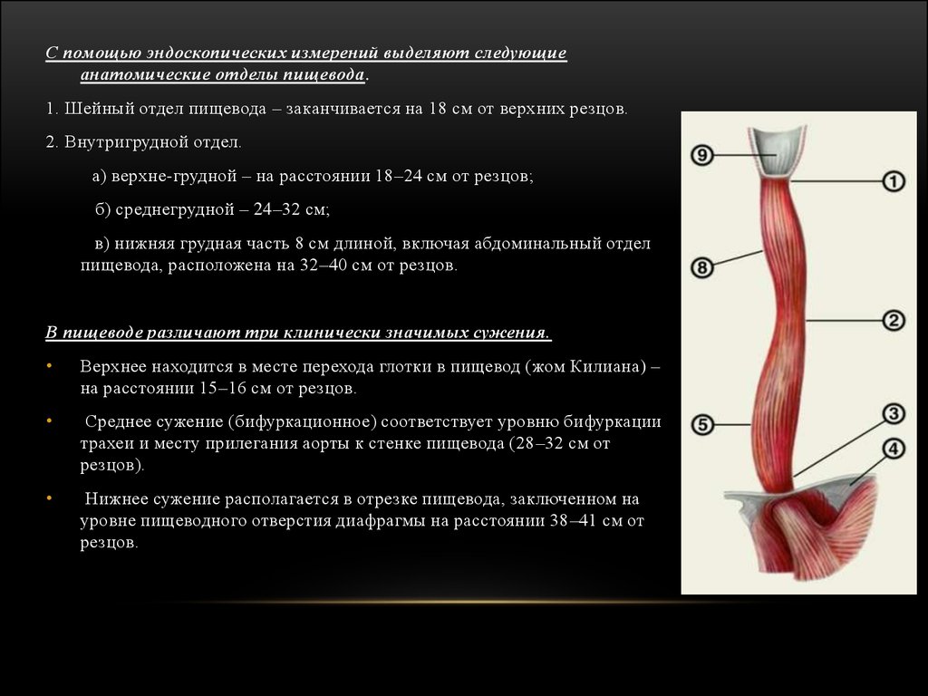 1 3 пищевода. Эндоскопическая анатомия пищевода. Аортальное сужение пищевода. Шейный отдел пищевода анатомия.