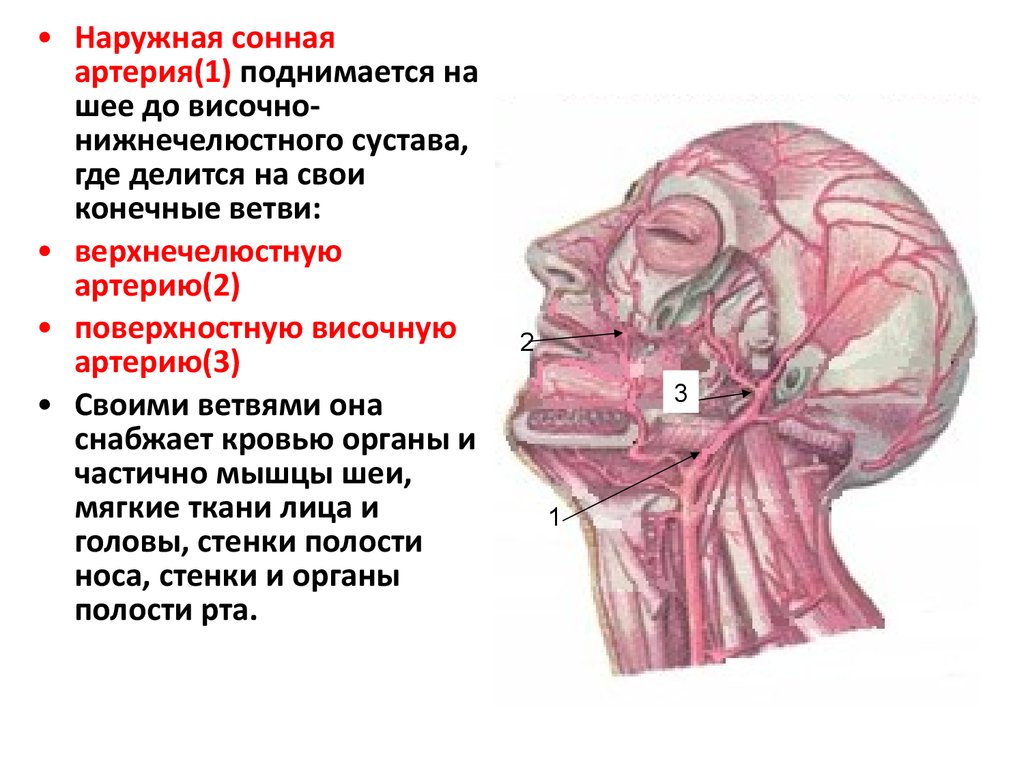 Передние ветви наружной артерии