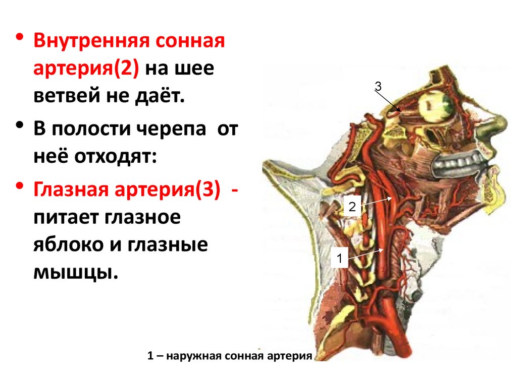 Внутренняя артерия. Внутренние сонные ветви артерии кровоснабжают. Внутренняя Сонная артерия в полости черепа. Внутренняя Сонная артерия и ее ветви. Ход внутренней сонной артерии в полости черепа.