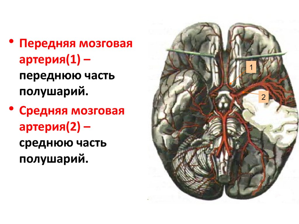 Артерии среднего мозга