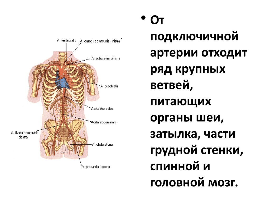 Презентация артериальная система