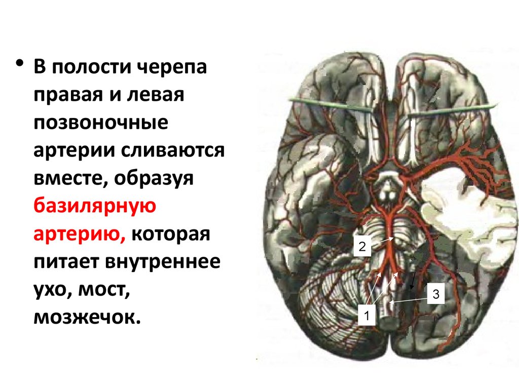 Кровообращение у черепах. Правая и левая позвоночные артерии сливаются в. Позвоночные артерии в черепе. Базилярнрная артерия.