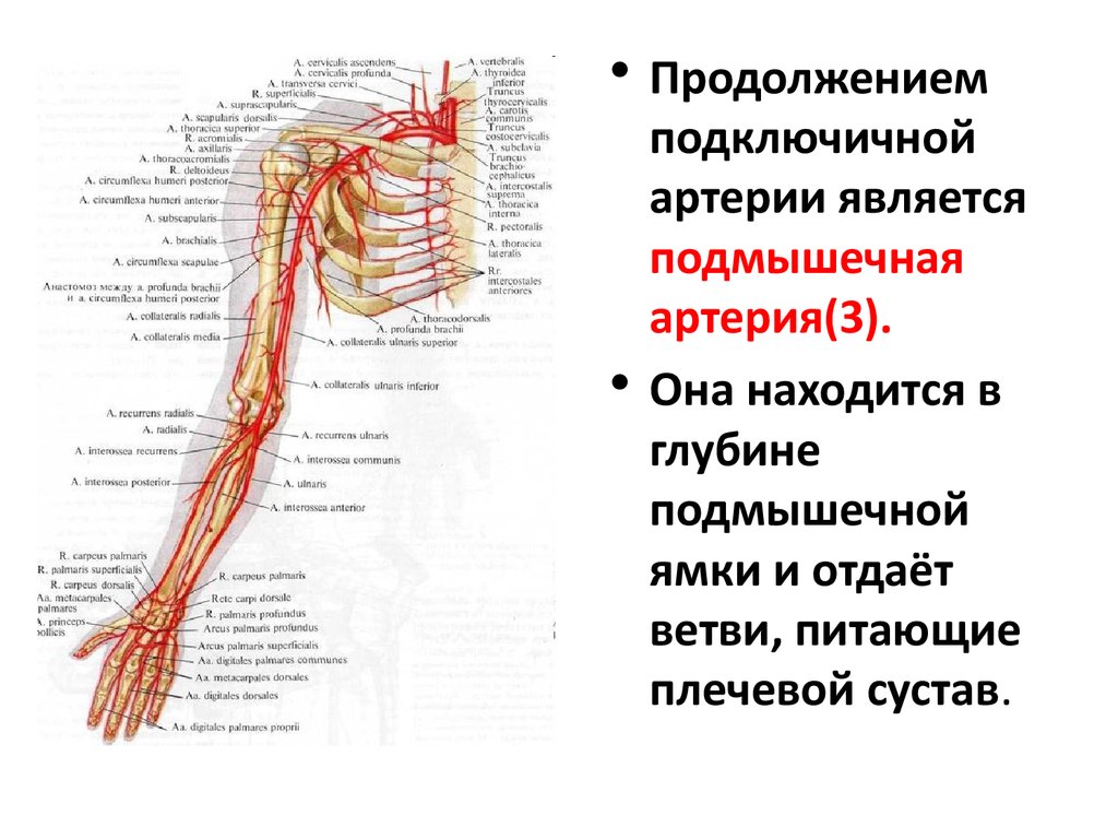 Кровообращение верхней конечности. Ветви подключичной артерии схема. Подключичная артерия схема. Ветви подключичной артерии схема анатомия. Схема сосудов подключичной артерии.