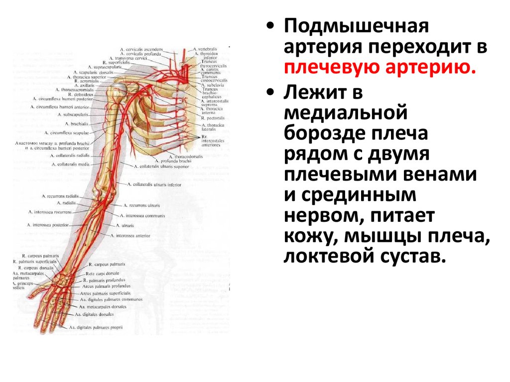 Презентация артериальная система