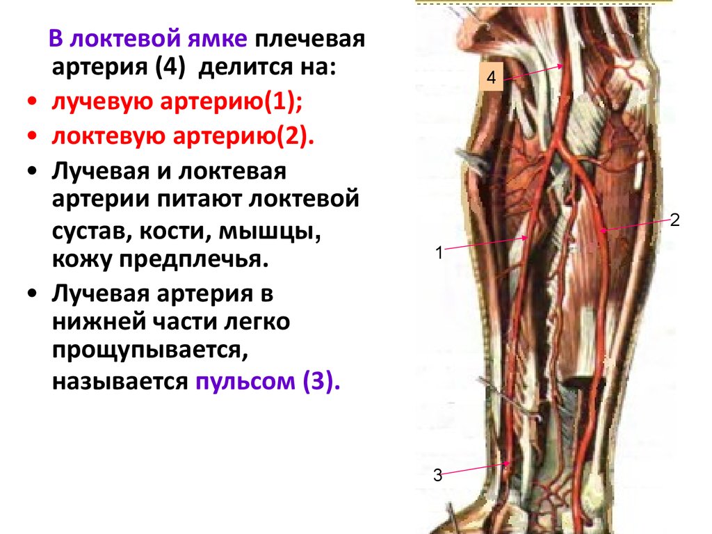 Презентация артериальная система