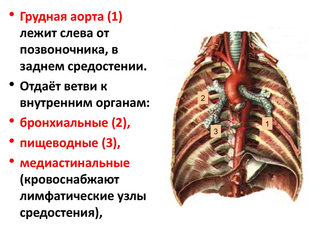 Аорта анатомия схема грудная