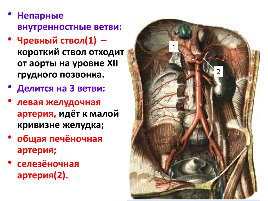 Чревный ствол и его ветви. Чревный ствол отходит. От чревного ствола отходят артерии. Чревный ствол анатомия.