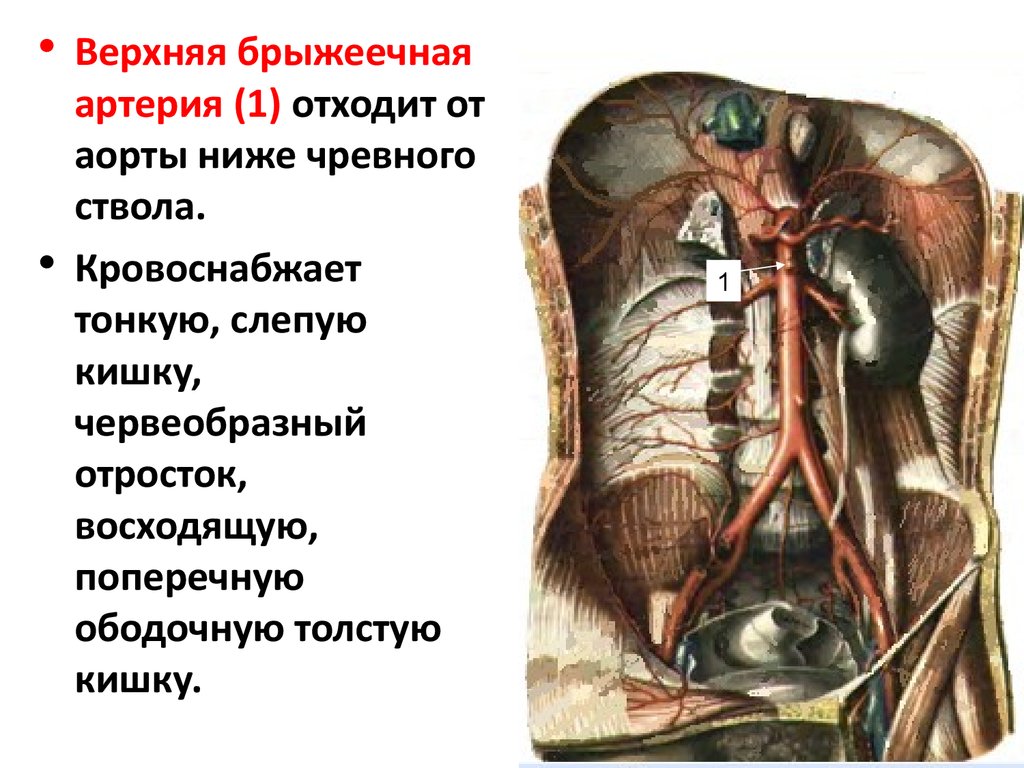 Брыжеечная артерия. Мезентериальная артерия кровоснабжает. Верхняя брыжеечная кровоснабжает. Кровоснабжение верхней брыжеечной артерии. Верхняя брыжеечная артерия кровоснабжает.