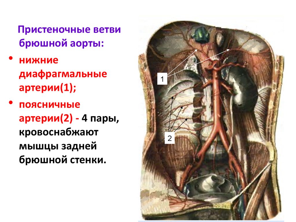 Где находится брюшная аорта у человека фото