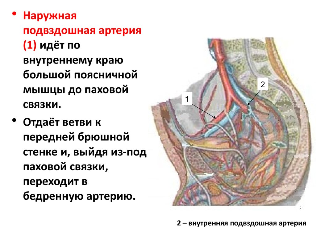 Правая подвздошная артерия. Ветви подвздошной артерии схема. Ветви наружной подвздошной артерии анатомия. Наружная подвздошная артерия анатомия. Внутренняя подвздошная артерия анатомия.