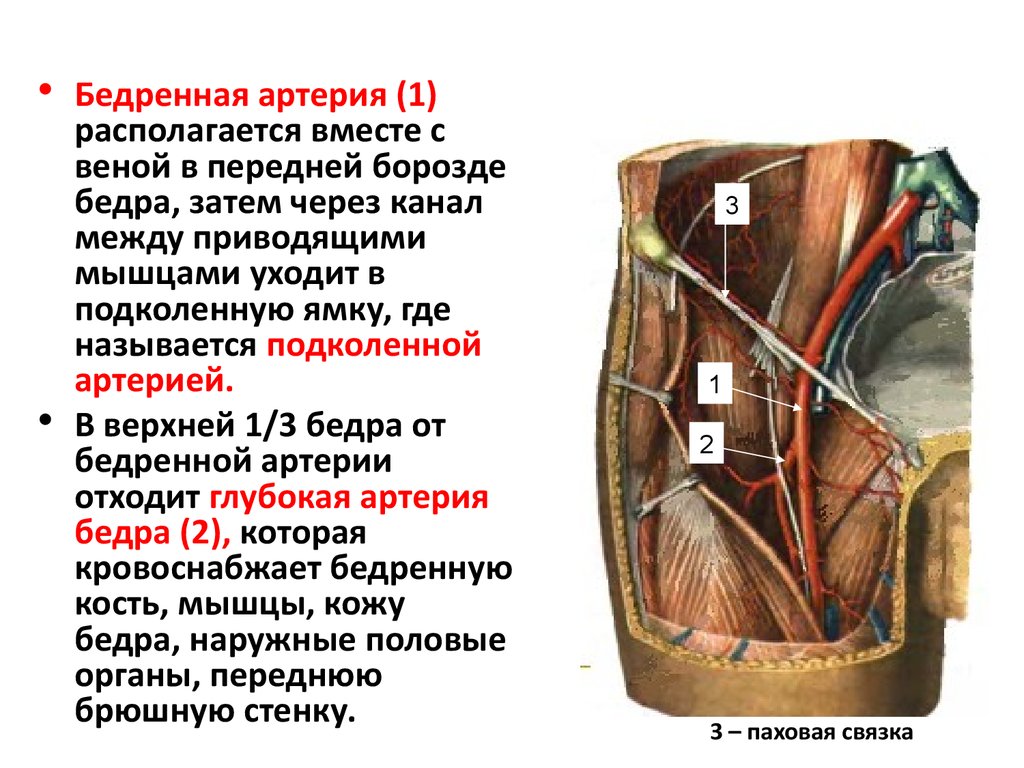 Передняя борозда бедра. Бифуркация общей бедренной артерии. Поверхностная надчревная артерия кровоснабжает. Глубокая бедренная артерия кровоснабжает. Проекция перевязки бедренной артерии.