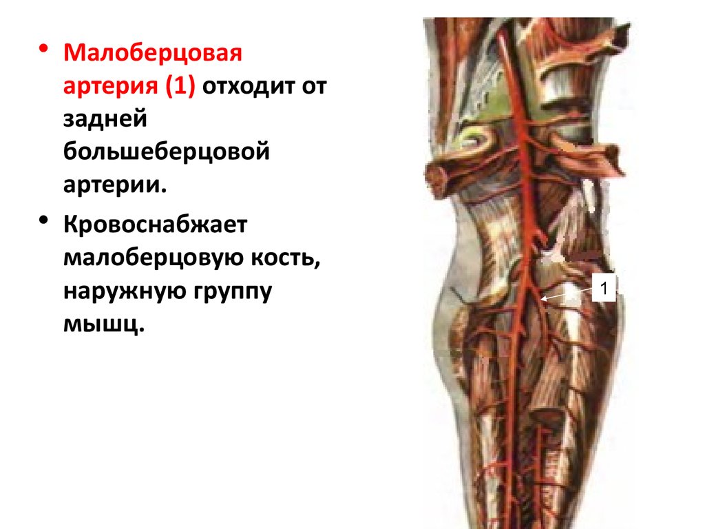 Кровообращение костей. Ветви малоберцовой артерии. Передняя большеберцовая артерия кровоснабжает. Большеберцовая артерия топография. Малоберцовая артерия схема.