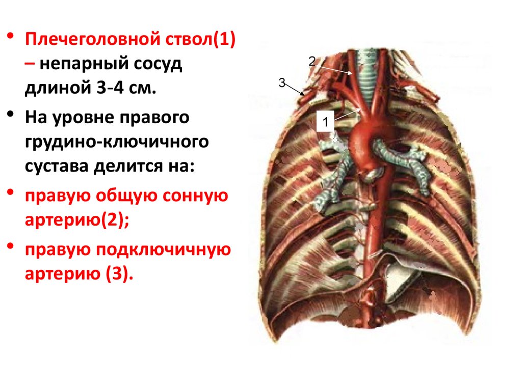 Дуга аорты рисунок с обозначениями