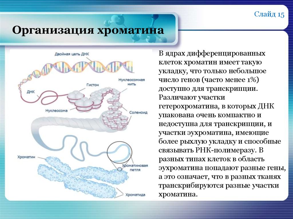 Роль хроматина