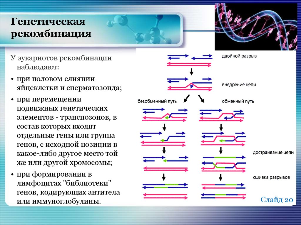 Эукариоты наследственная информация. Рекомбинация наследственного материала схема. Рекомбинация у эукариот. Механизм генетической рекомбинации у эукариот. Генотипические рекомбинации.