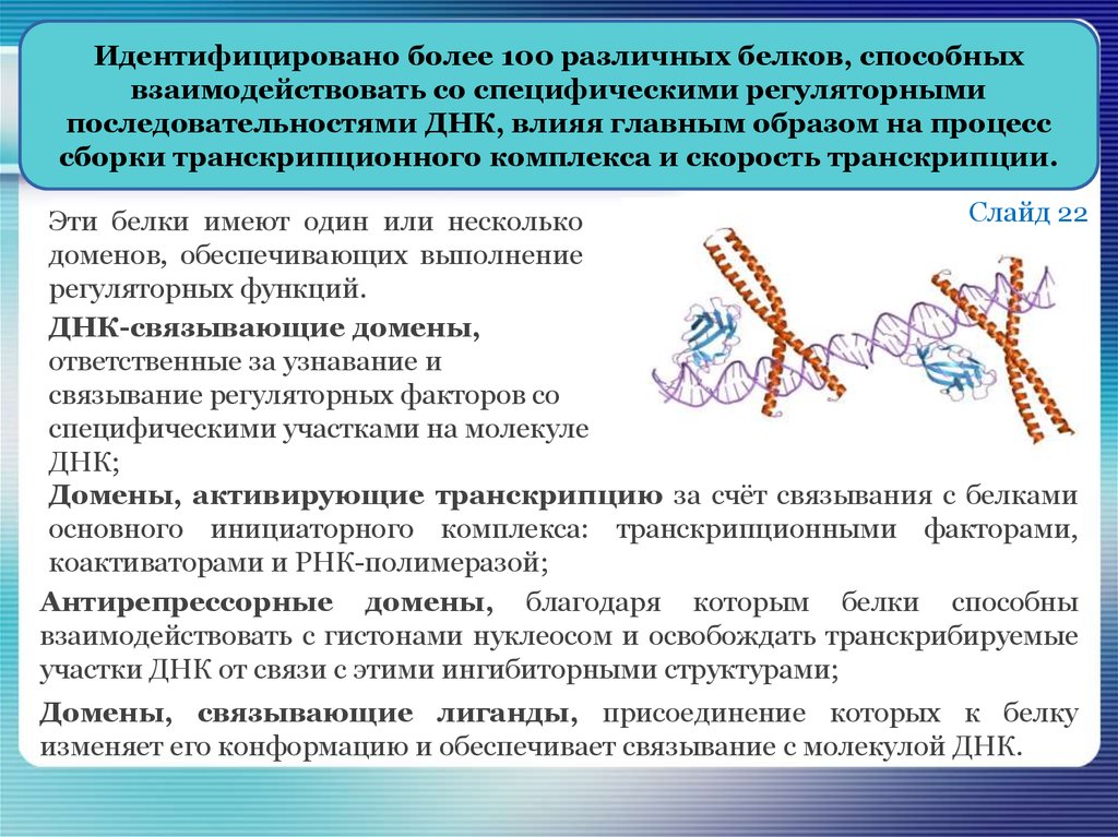 Транскрибируемые участки днк. ДНК связывающие домены. Структура ДНК связывающих белков. ДНК связывающие белки строение. Структурные и регуляторные белки ДНК.