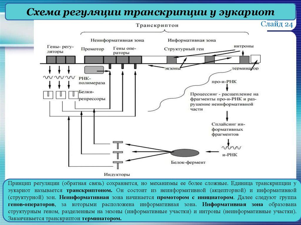 Процесс транскрипции происходит у эукариот в. Регуляция транскрипции и трансляции у эукариот схема.