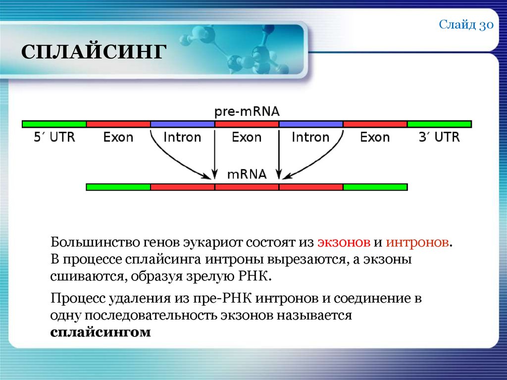 3 созревания рнк. Механизм сплайсинга эукариот. Механизм сплайсинга РНК эукариот. Альтернативный сплайсинг процесс РНК. Альтернативный сплайсинг у эукариот.
