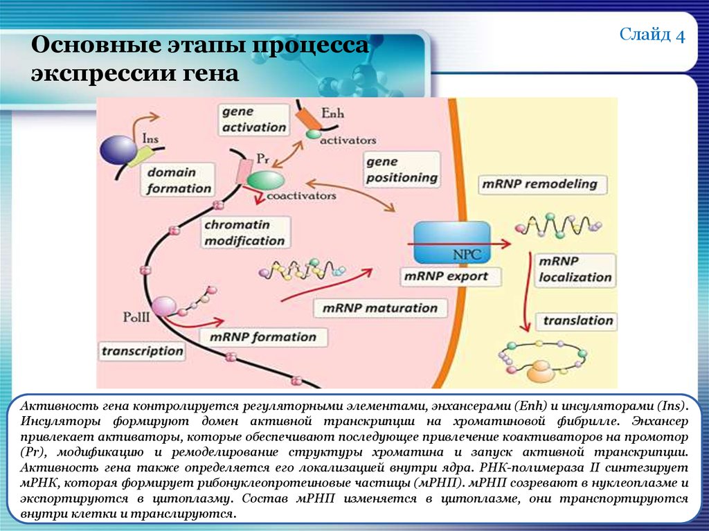 Влияет на экспрессию генов. Основные этапы процесса экспрессии генов. Основные этапы процесса экспрессии Гена. Этапы экспрессии генов схема. Процесс транскрипции Гена.