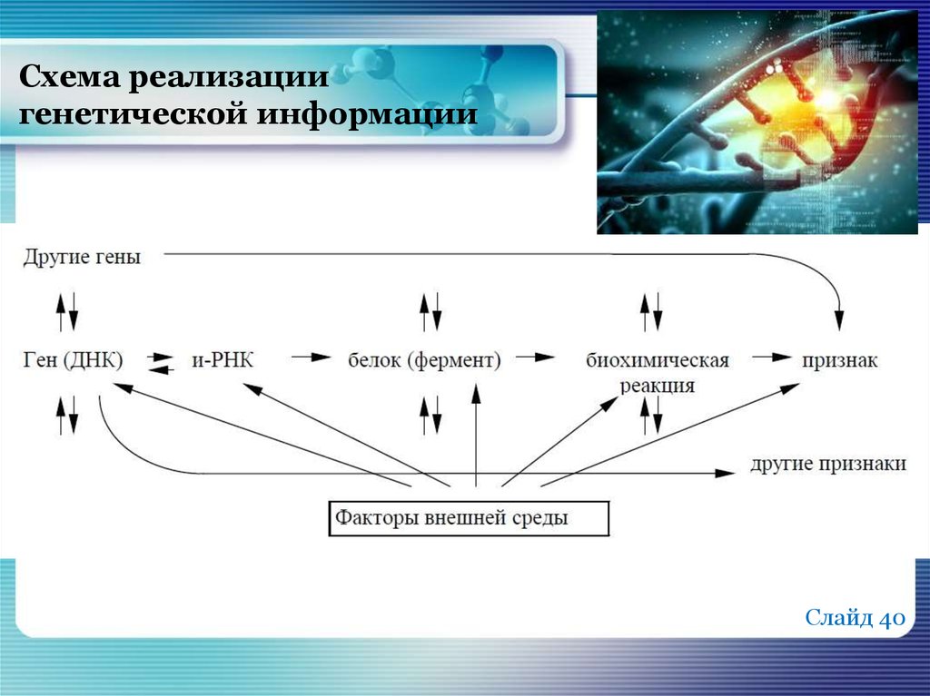 Отражен порядок. Схема потока генетической информации у эукариот. Общая схема реализации генетической информации. Схема реализации наследственной информации. Реализация генетической информации схема.