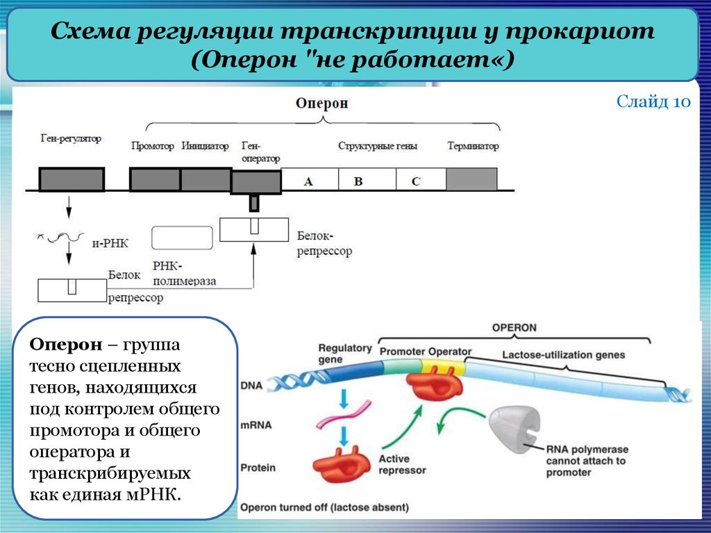 Регуляция гена. Схема процесса регуляции транскрипции. Регуляция транскрипции и трансляции у эукариот схема. Регуляция транскрипции у эукариот. Схема регуляция транскрипции и трансляции в клетке и организме.