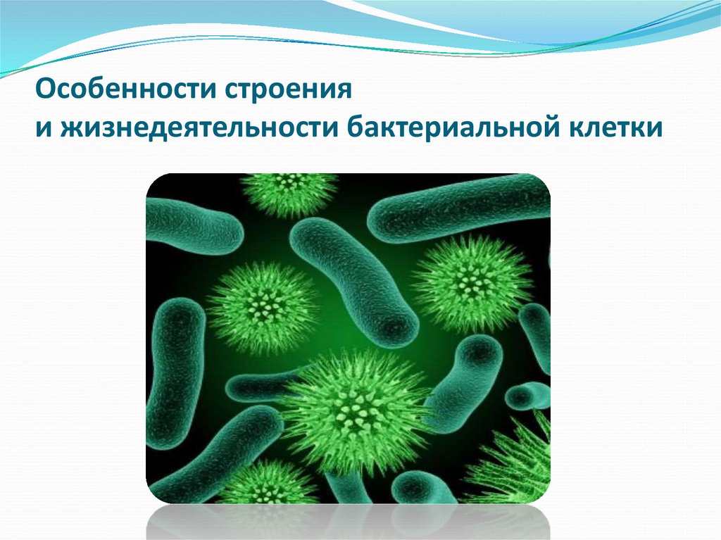 Жизнедеятельность бактерий 5. Жизнедеятельность бактерий. Строение и жизнедеятельность бактерий. Особенности строения и жизнедеятельности бактерий. Процессы жизнедеятельности бактерий.