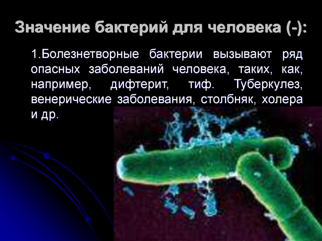 Презентация на тему бактерия