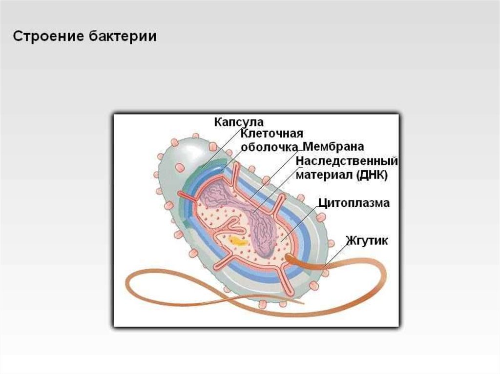 Схема строения бактерий