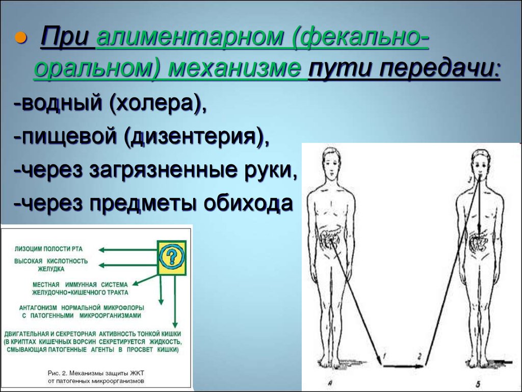 Фекально оральный механизм передачи. Пути передачи фекально-орального механизма. Фекально оральный путь передачи. Пути передачи при фекально-оральном механизме. Алиментарный путь передачи.