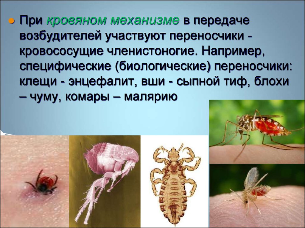 Инфекции передающиеся через укусы кровососущих насекомых. Биологические переносчики. Кровососущие Членистоногие. Членистоногие переносчики.