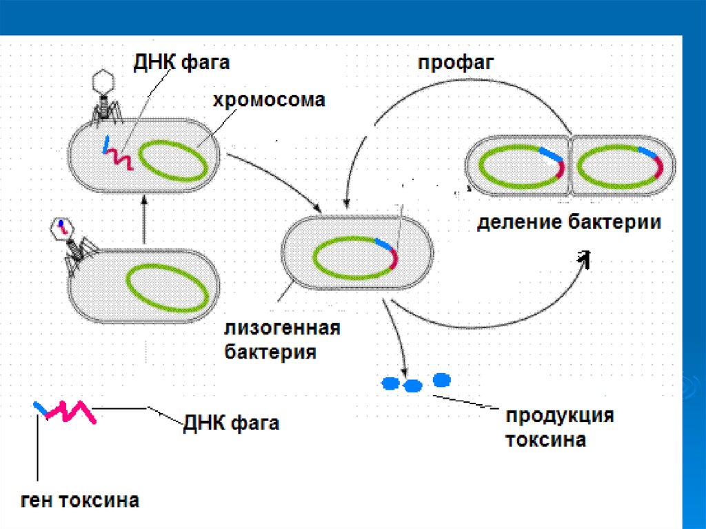 Днк бактерий. Геном вирусов и фагов строение генома типы геномов. Структура генома вирусов и фагов. Профаг в лизогенной бактерии. Лизогенный Тип взаимодействия фага и бактерии.