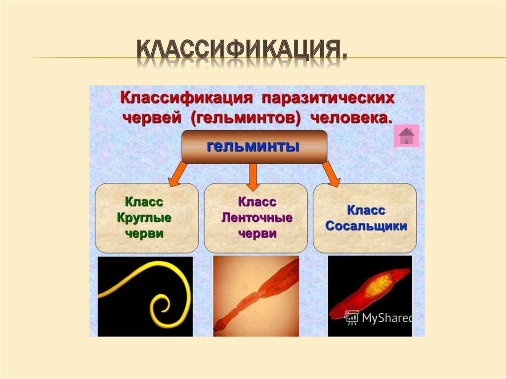 Классификация червей