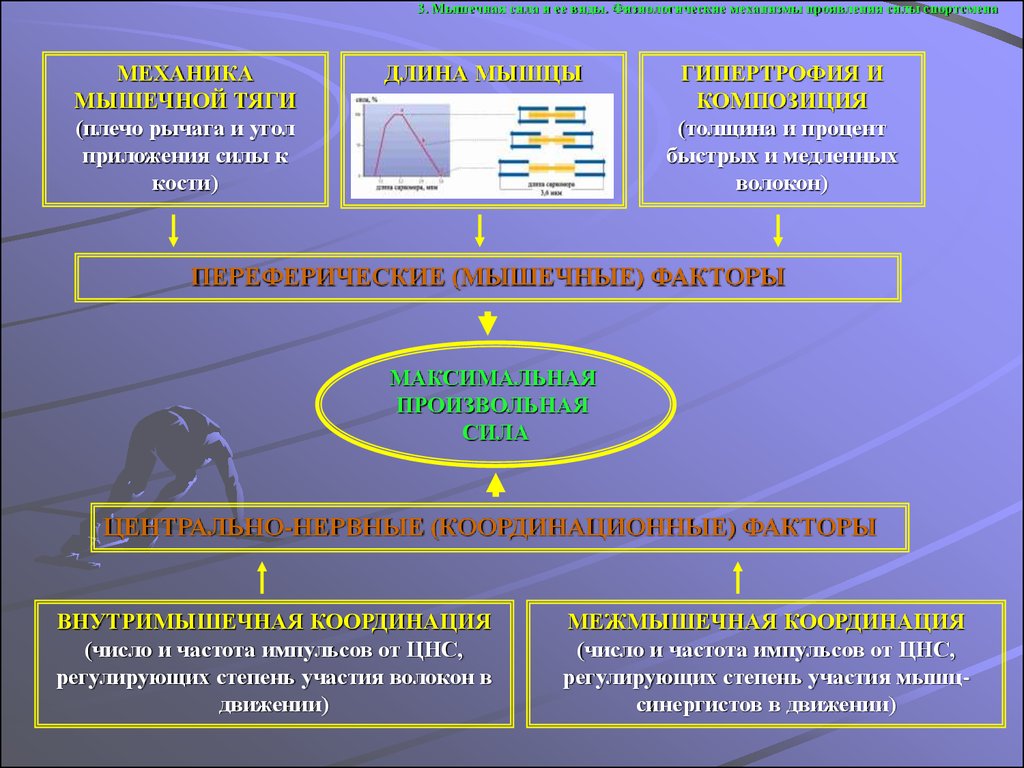 Факторы определяющие силу. Факторы определяющие развитие мышечной силы. Факторы влияющие на силу мышц. Физиологические механизмы развития силы. Факторы влияющие на развитие мышечной силы.