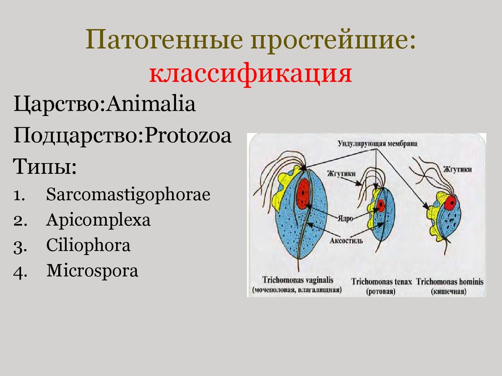 Морфология биология систематика