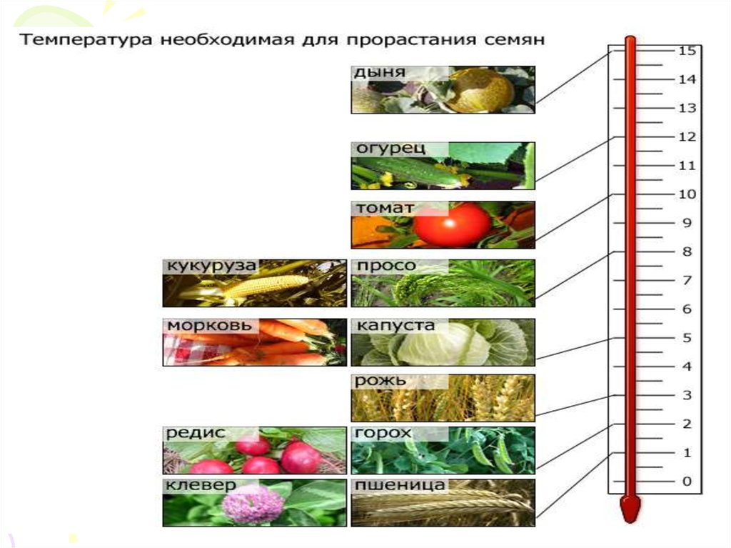 Температура для семян томатов