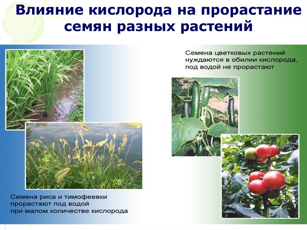 Какие условия необходимы для развития растений. Влияние кислорода на прорастание семян. Развитие растений растений. Условия влияющие на прорастание семян. Рост и развитие растений презентация.