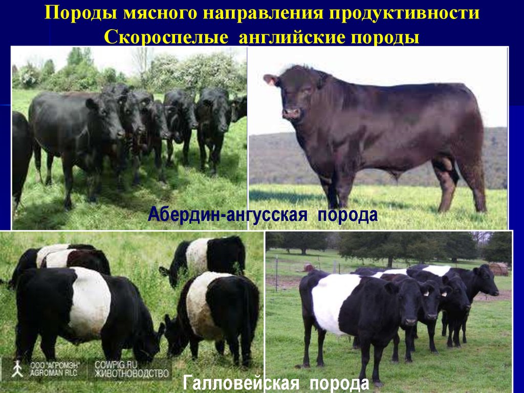 Продуктивные породы. Абердин-ангусская породы крупного рогатого скота. Абердин-ангусская порода продуктивность. Корова галловейской породы. Породы мясного направления продуктивности.