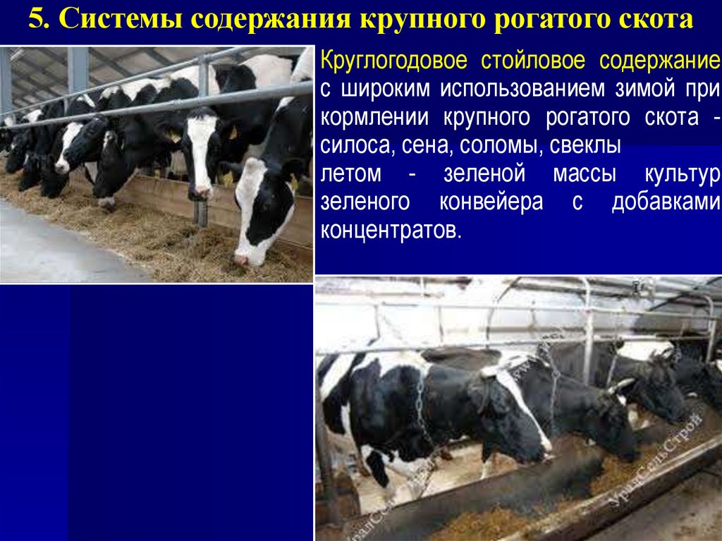 Реферат: Основы пастбищного кормления и содержания крупного рогатого скота