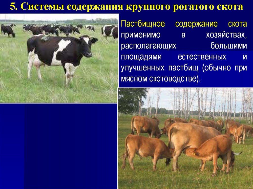 Содержать вид. Стойлово пастбищная система КРС. Пастбищная система содержания КРС. Системы и способы содержания крупного рогатого скота. Способы содержания КРС.