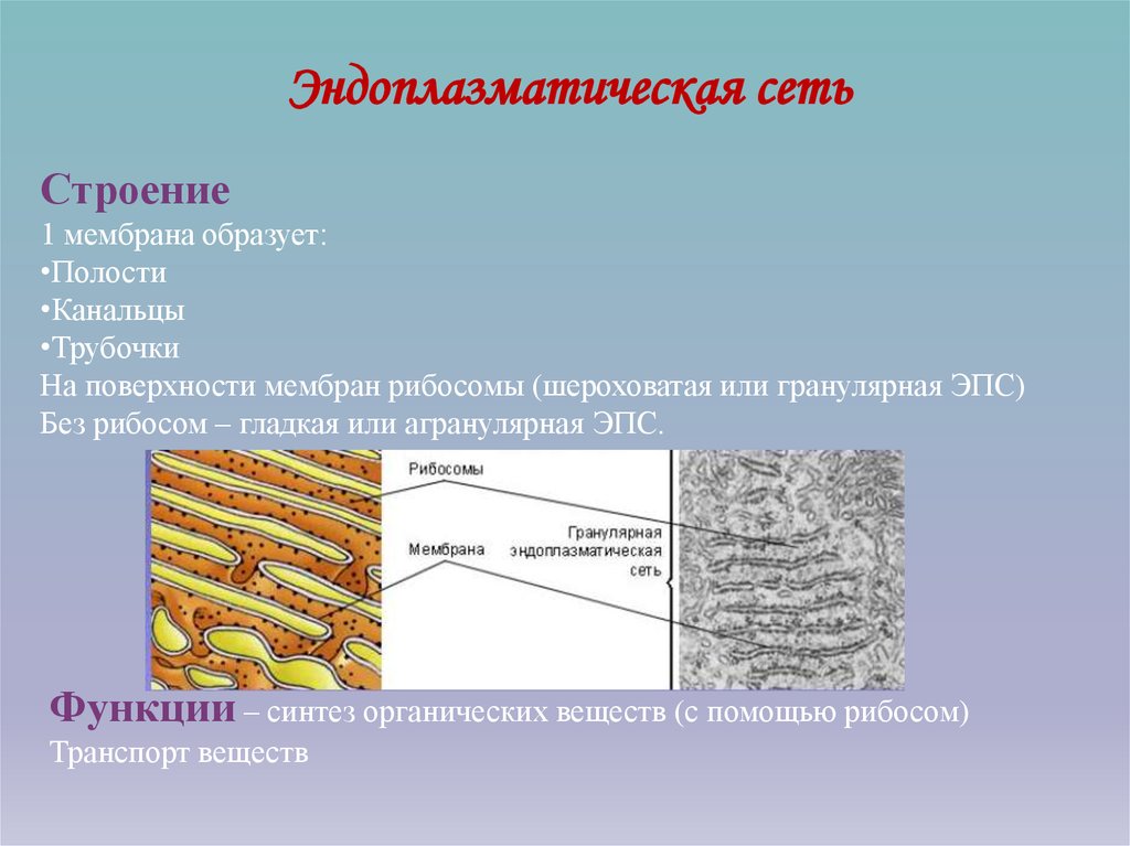 Канал эндоплазматической сети. Мембраны эндоплазматической сети строение и функции. Гладкая эндоплазматическая сеть мембраны. Строение агранулярной эндоплазматической сети. Эндоплазматическая мембрана строение и функции.