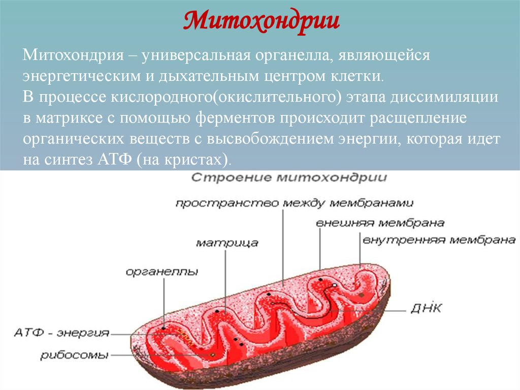 Что такое митохондрии у человека простыми словами. Митохондрии эукариот строение. Прокариотических клетки строение митохондрий. Митохондрии у прокариот. Прокариотическая клетка митохондрия.