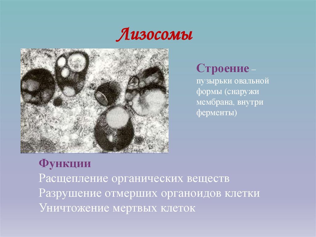 Лизосомы прокариотической клетки