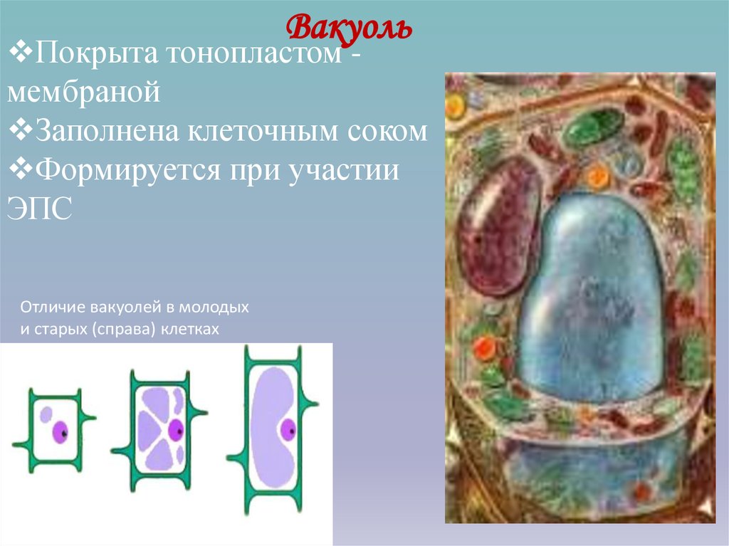 Вакуоль деление клеток. Вакуоли с клеточным соком. Вакуоль тонопласт. Вакуоль мембрана. Тонопласт растительной клетки.