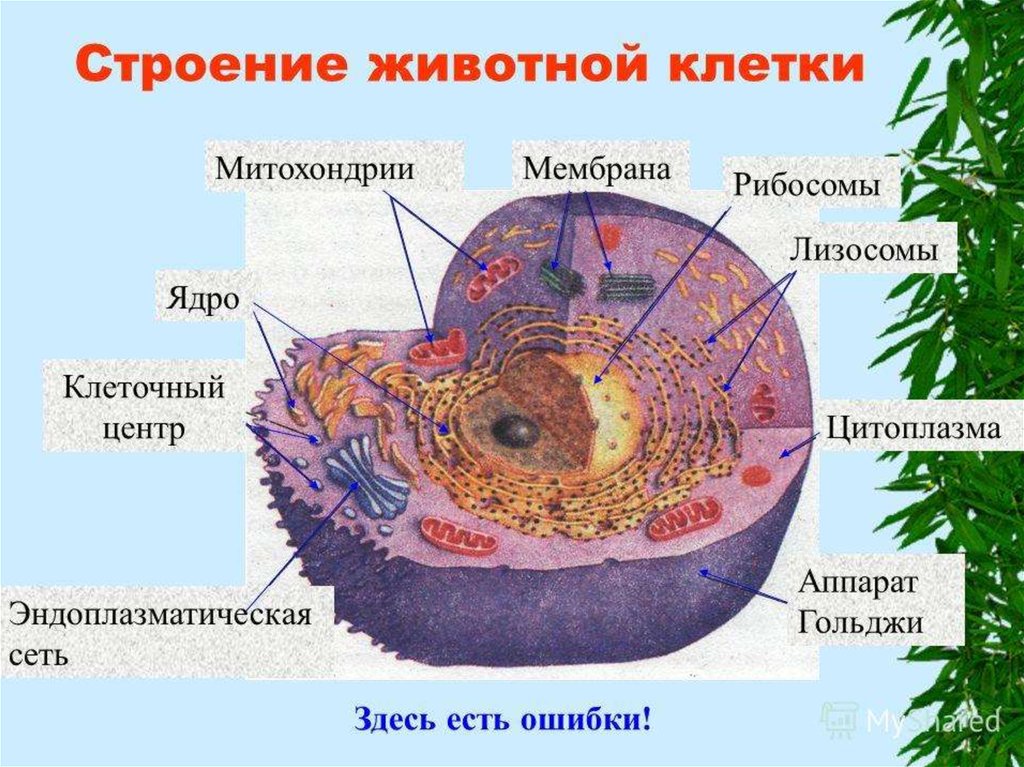Структура клетки с двумя мембранами. Клетка ядро цитоплазма мембрана. Цитоплазматическая мембрана ядрышко. Строение клетки мембрана цитоплазма органоиды ядро. Строение животной клетки.