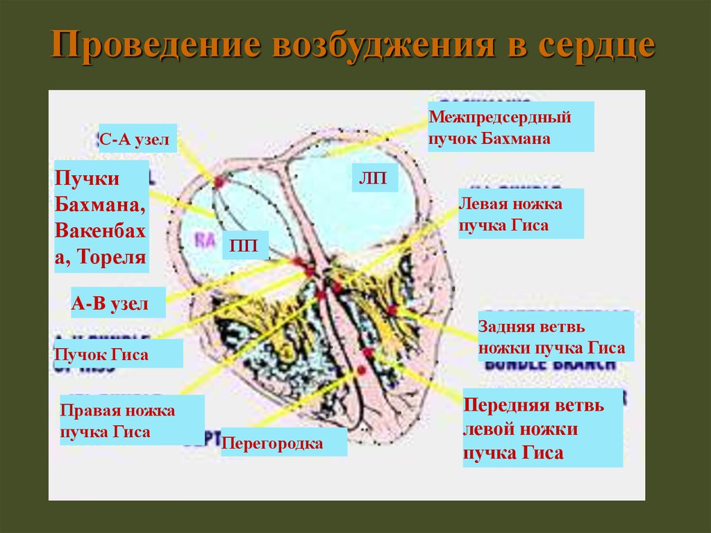 Левая передняя ветвь гиса. Межпредсердный пучок. Пучок Бахмана. Пучок Тореля пучок Бахмана. Межпредсердной узел Бахмана.