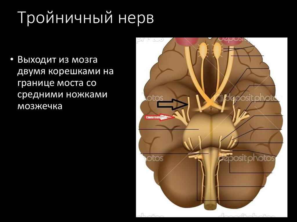 Место нерв. Тройничный нерв выходит из мозга. Выход тройничного нерва из мозга. Тройничный нерв выход из мозга и черепа. Лицевой нерв место выхода из мозга.