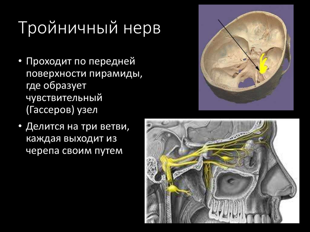 Тройничный нерв фото